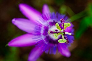 passionflower