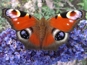 peacock butterfly