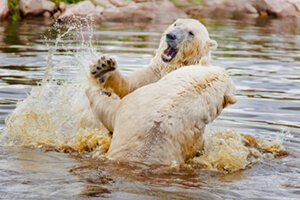 polar bears splashing
