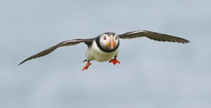 puffin flight