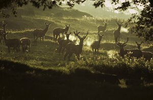 Red Deer