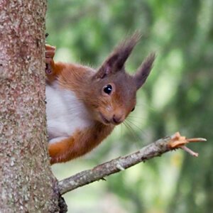red squirrel