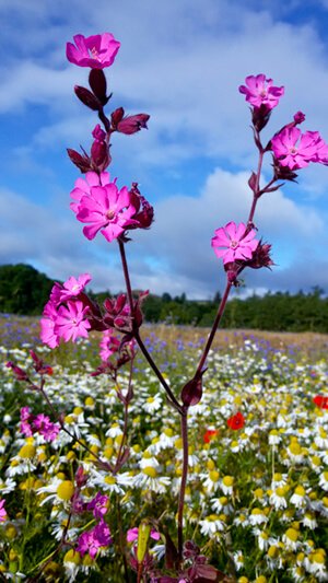 redcampion