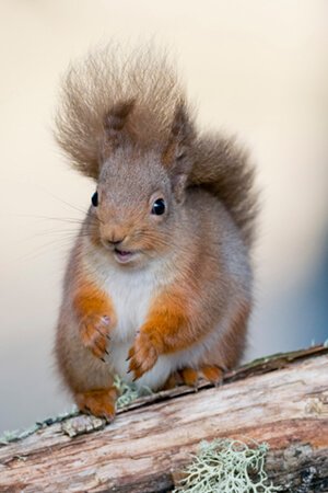 redsquirrel