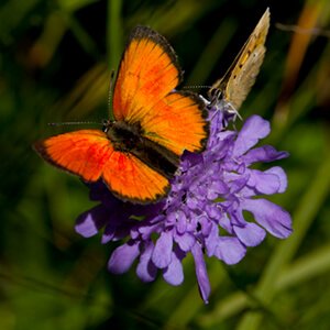 Scarce copper butterfly