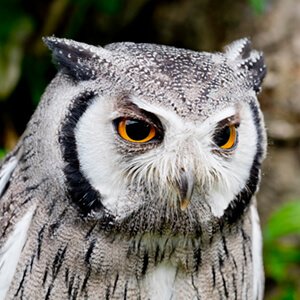 scops owl