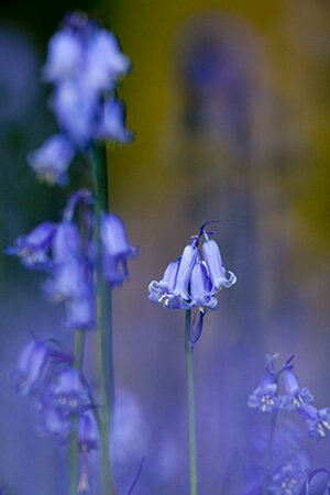 Scottish bluebell