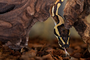 snake, wildlife photography