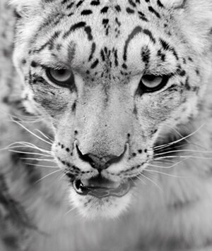 snowleopard