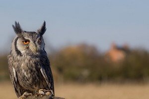 Southern White-faced Owl