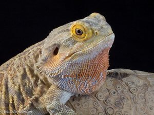 Steppingley Village Pavilion