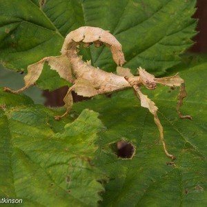 Stick Insect