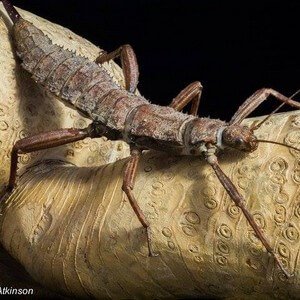 Stick Insect