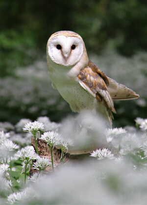 student barn owl side bar
