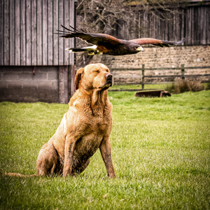 student bop side bar