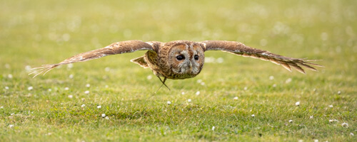 tawny owl