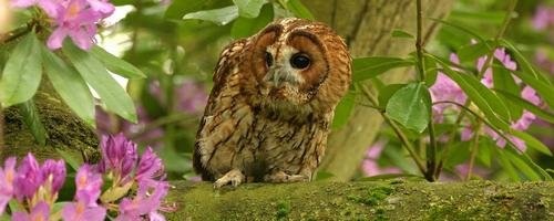 Tawny Owl, Bird of Prey Centre, Bedford