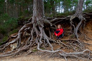 tree roots