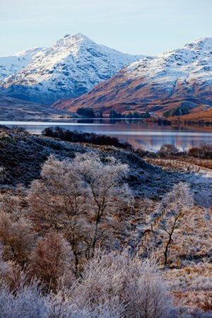 Trossachs frosty trees