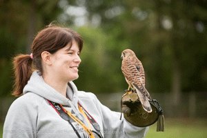 Try your hand at falconry