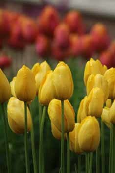 Tulips