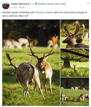 Wildlife Photo Walks