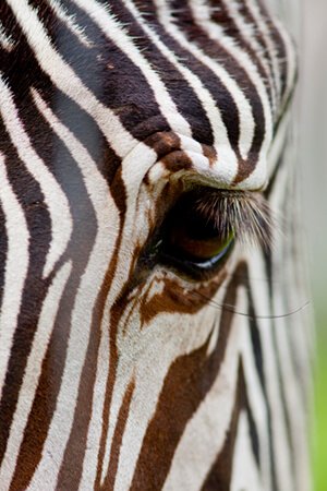 zebra